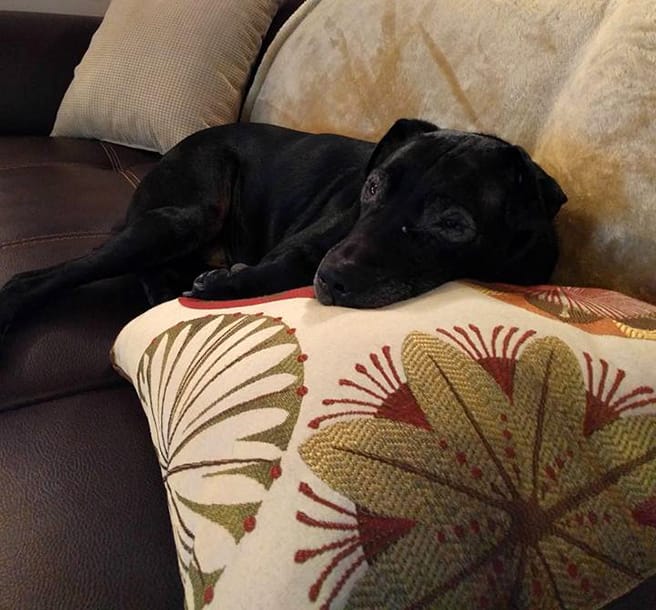 Black puppy laying on a pillow.