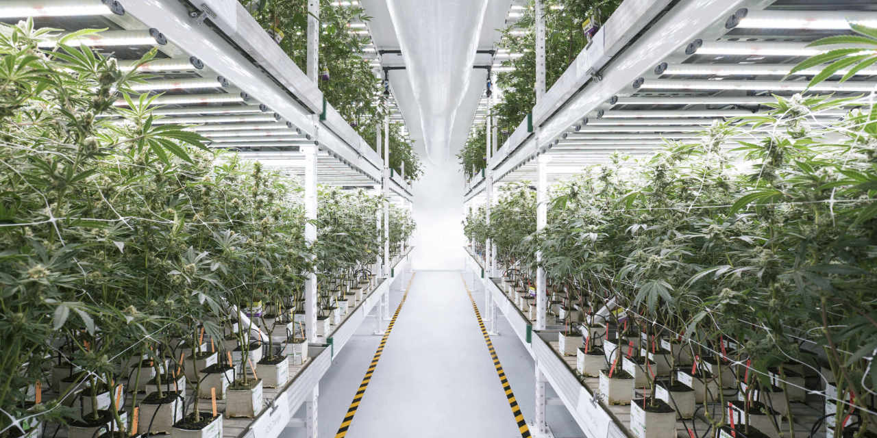 inside a cannabis green house with long rows of plants.