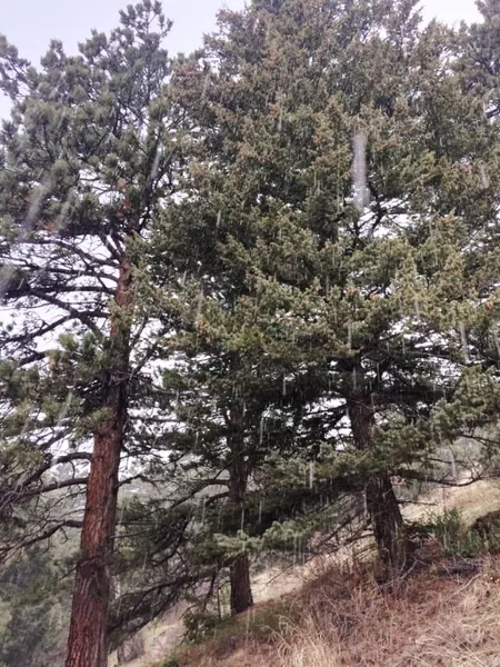 trees with hail coming down
