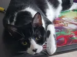 Black and white cat lounging on colorful anime-style mousepad, looking directly at camera with bright yellow eyes.